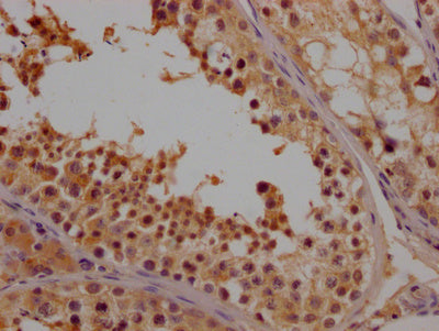 IHC image of CSB-PA615689LA01HU diluted at 1:100 and staining in paraffin-embedded human testis tissue performed on a Leica BondTM system. After dewaxing and hydration, antigen retrieval was mediated by high pressure in a citrate buffer (pH 6.0)....