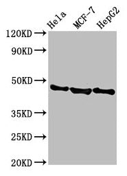 Western Blot Positive WB detected in: Hela whole cell lysate, MCF-7 whole cell lysate, HepG2 whole cell lysate All lanes: BFSP2 antibody at 3.8µg/ml Secondary Goat polyclonal to rabbit IgG at 1/50000 dilution Predicted band size: 46 kDa Observed b...
