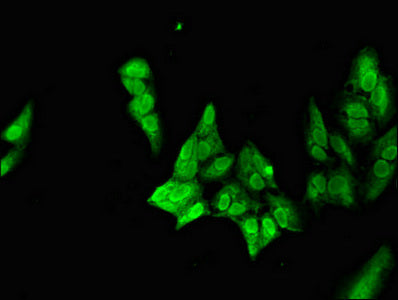 Immunofluorescent analysis of Hela cells using CSB-PA615700LA01HU at dilution of 1:100 and Alexa Fluor 488-congugated AffiniPure Goat Anti-Rabbit IgG(H+L)