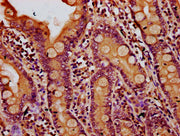 IHC image of CSB-PA615701LA01HU diluted at 1:500 and staining in paraffin-embedded human small intestine tissue performed on a Leica BondTM system. After dewaxing and hydration, antigen retrieval was mediated by high pressure in a citrate buffer (...