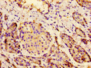 Immunohistochemistry of paraffin-embedded human pancreatic tissue using CSB-PA615724LA01HU at dilution of 1:100