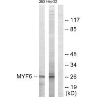 Western blot analysis of extracts from 293 cells and HepG2 cells, using MYF6 antibody.
