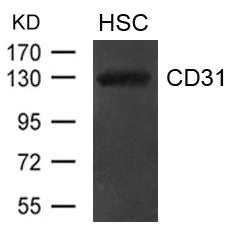 Western blot analysis of extract from hematopoietic stem cells using CD31(PECAM1) Antibody