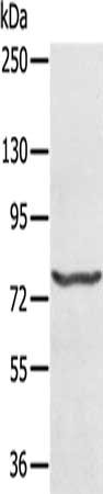 Gel: 6%SDS-PAGE, Lysate: 40 ug, Lane: Hela cells, Primary antibody: CSB-PA616832(MX1 Antibody) at dilution 1/200, Secondary antibody: Goat anti rabbit IgG at 1/8000 dilution, Exposure time: 40 seconds