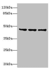 Western blot All lanes: FAM53B antibody at 2µg/ml Lane 1: MCF-7 whole cell lysate Lane 2: A549 whole cell lysate Lane 3: HCT116 whole cell lysate Secondary Goat polyclonal to rabbit IgG at 1/10000 dilution Predicted band size: 46, 34 kDa Observed...
