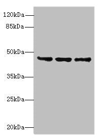 Western blot All lanes: FAM53B antibody at 2µg/ml Lane 1: MCF-7 whole cell lysate Lane 2: A549 whole cell lysate Lane 3: HCT116 whole cell lysate Secondary Goat polyclonal to rabbit IgG at 1/10000 dilution Predicted band size: 46, 34 kDa Observed...