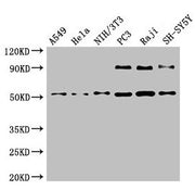Western Blot Positive WB detected in: A549 whole cell lysate, Hela whole cell lysate, NIH/3T3 whole cell lysate, PC-3 whole cell lysate, Raji whole cell lysate, SH-SY5Y whole cell lysate All lanes: BECN1 antibody at 4µg/ml Secondary Goat polyclona...