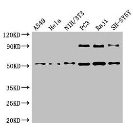 Western Blot Positive WB detected in: A549 whole cell lysate, Hela whole cell lysate, NIH/3T3 whole cell lysate, PC-3 whole cell lysate, Raji whole cell lysate, SH-SY5Y whole cell lysate All lanes: BECN1 antibody at 4µg/ml Secondary Goat polyclona...