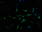 Immunofluorescence staining of MCF-7 cells with CSB-PA617930LA11HU at 1:100, counter-stained with DAPI. The cells were fixed in 4% formaldehyde and blocked in 10% normal Goat Serum. The cells were then incubated with the antibody overnight at 4°C....