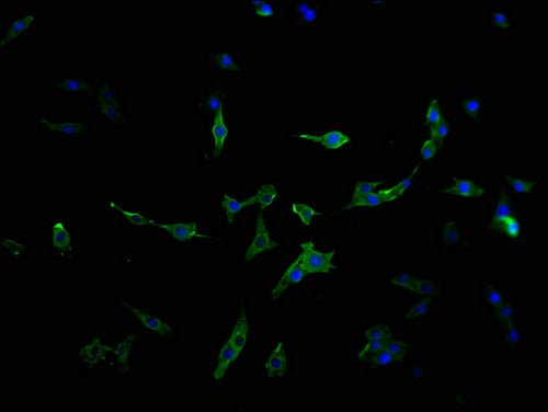 Immunofluorescence staining of MCF-7 cells with CSB-PA617930LA11HU at 1:100, counter-stained with DAPI. The cells were fixed in 4% formaldehyde and blocked in 10% normal Goat Serum. The cells were then incubated with the antibody overnight at 4°C....