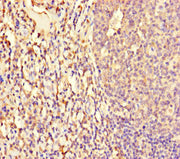 Immunohistochemistry of paraffin-embedded human tonsil tissue using CSB-PA617941LA01HU at dilution of 1:100