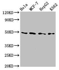 Western Blot Positive WB detected in: Hela whole cell lysate, MCF-7 whole cell lysate, HepG2 whole cell lysate, K562 whole cell lysate All lanes: TEAD4 antibody at 2.8µg/ml Secondary Goat polyclonal to rabbit IgG at 1/50000 dilution Predicted band...