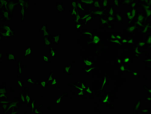 Immunofluorescence staining of SH-SY5Y cells with CSB-PA618015LA01HU at 1:100, counter-stained with DAPI. The cells were fixed in 4% formaldehyde and blocked in 10% normal Goat Serum. The cells were then incubated with the antibody overnight at 4°...