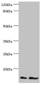 Western blot All lanes: NEDD8 antibody at 16ug/ml Lane 1: Mouse heart tissue Lane 2: Mouse spleen tissue Secondary Goat polyclonal to rabbit IgG at 1/10000 dilution Predicted band size: 9 kDa Observed band size: 9 kDa