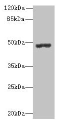Western blot All lanes: PSG3 antibody at 10µg/ml + HepG2 whole cell lysate Secondary Goat polyclonal to rabbit IgG at 1/10000 dilution Predicted band size: 48 kDa Observed band size: 48 kDa