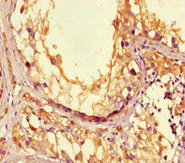 Immunohistochemistry of paraffin-embedded human testis tissue using CSB-PA618087LA01HU at dilution of 1:100