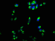 Immunofluorescence staining of Hela cells with CSB-PA618177LA01HU at 1:133, counter-stained with DAPI. The cells were fixed in 4% formaldehyde, permeabilized using 0.2% Triton X-100 and blocked in 10% normal Goat Serum. The cells were then incubat...