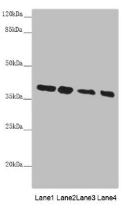 Western blot All lanes: PPP1R8 antibody at 4.73µg/ml Lane 1: PC-3 whole cell lysate Lane 2: HL60 whole cell lysate Lane 3: HepG2 whole cell lysate Lane 4: Hela whole cell lysate Secondary Goat polyclonal to rabbit IgG at 1/10000 dilution Predicted...