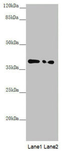 Western blot All lanes: PPP1R8 antibody at 1.11µg/ml Lane 1: PC-3 whole cell lysate Lane 2: HL60 whole cell lysate Secondary Goat polyclonal to rabbit IgG at 1/10000 dilution Predicted band size: 39, 23, 14 kDa Observed band size: 39 kDa