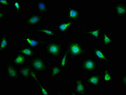 Immunofluorescence staining of SH-SY5Y cells with CSB-PA618752LA01HU at 1:133, counter-stained with DAPI. The cells were fixed in 4% formaldehyde, permeabilized using 0.2% Triton X-100 and blocked in 10% normal Goat Serum. The cells were then incu...