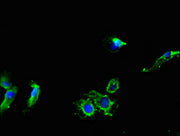 Immunofluorescent analysis of Hela cells using CSB-PA618765LA01HU at dilution of 1:100 and Alexa Fluor 488-congugated AffiniPure Goat Anti-Rabbit IgG(H+L)
