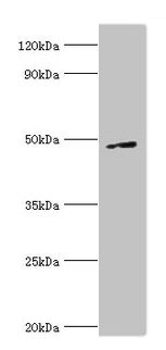 Western blot All lanes: CTBP1 antibody at 6µg/ml + A549 whole cell lysate Secondary Goat polyclonal to rabbit IgG at 1/10000 dilution Predicted band size: 48, 47 kDa Observed band size: 48 kDa
