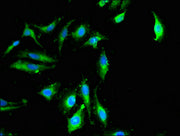 Immunofluorescent analysis of Hela cells using CSB-PA618788LA01HU at dilution of 1:100 and Alexa Fluor 488-congugated AffiniPure Goat Anti-Rabbit IgG(H+L)
