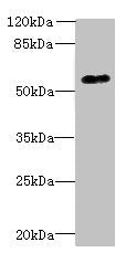 Western blot All lanes: GPR176 antibody at 10µg/ml + A431 whole cell lysate Secondary Goat polyclonal to rabbit IgG at 1/10000 dilution Predicted band size: 57, 53 kDa Observed band size: 57 kDa