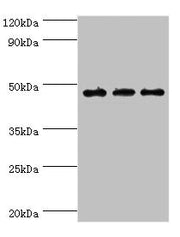 Western blot All lanes: PDK2 antibody at 6ug/ml Lane 1: Mouse heart tissue Lane 2: Hela whole cell lysate Lane 2: Mouse skeletal muscle tissue Secondary Goat polyclonal to rabbit IgG at 1/10000 dilution Predicted band size: 47, 39 kDa Observed ban...