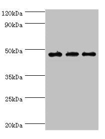 Western blot All lanes: PDK2 antibody at 6ug/ml Lane 1: Mouse heart tissue Lane 2: Hela whole cell lysate Lane 2: Mouse skeletal muscle tissue Secondary Goat polyclonal to rabbit IgG at 1/10000 dilution Predicted band size: 47, 39 kDa Observed ban...