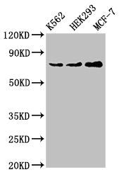 Western Blot Positive WB detected in: K562 whole cell lysate, HEK293 whole cell lysate, MCF-7 whole cell lysate All lanes: RALBP1 antibody at 4ug/ml Secondary Goat polyclonal to rabbit IgG at 1/50000 dilution Predicted band size: 77 kDa Observed b...