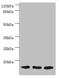 Western blot All lanes: Mitochondrial import receptor subunit TOM20 homolog antibody at 3ug/ml Lane 1: Mouse brain tissue Lane 2: Hela whole cell lysate Lane 3: Mouse liver tissue Secondary Goat polyclonal to rabbit IgG at 1/10000 dilution Predict...
