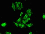 Immunofluorescent analysis of HepG2 cells using CSB-PA618984LA01HU at dilution of 1:100 and Alexa Fluor 488-congugated AffiniPure Goat Anti-Rabbit IgG(H+L)