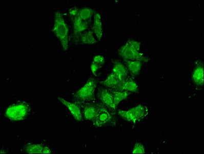 Immunofluorescent analysis of HepG2 cells using CSB-PA618984LA01HU at dilution of 1:100 and Alexa Fluor 488-congugated AffiniPure Goat Anti-Rabbit IgG(H+L)