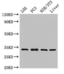 Western Blot Positive WB detected in: LO2 whole cell lysate, PC-3 whole cell lysate, NIH/3T3 whole cell lysate, Rat liver tissue All lanes: SIX1 antibody at 2.7ug/ml Secondary Goat polyclonal to rabbit IgG at 1/50000 dilution Predicted band size:...