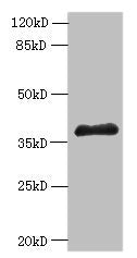 Western blot All lanes: ELAVL1 antibody at 6µg/ml + A431 whole cell lysate Secondary Goat polyclonal to rabbit IgG at 1/10000 dilution Predicted band size: 37, 39 kDa Observed band size: 37 kDa