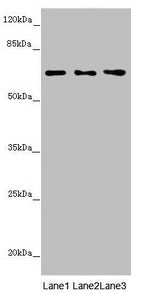 Western blot All lanes: STXBP2 antibody at 4.1µg/ml Lane 1: Mouse gonadal tissue Lane 2: Jurkat whole cell lysate Lane 3: A549 whole cell lysate Secondary Goat polyclonal to rabbit IgG at 1/10000 dilution Predicted band size: 67, 68 kDa Observed b...