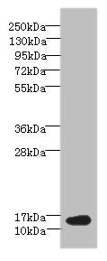 Western blot All lanes: BATF antibody at 6µg/ml + NIH/3T3 whole cell lysate Secondary Goat polyclonal to rabbit IgG at 1/10000 dilution Predicted band size: 15 kDa Observed band size: 15 kDa