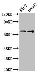 Western Blot Positive WB detected in: K562 whole cell lysate, HepG2 whole cell lysate All lanes: FSCN1 antibody at 3.2ug/ml Secondary Goat polyclonal to rabbit IgG at 1/50000 dilution Predicted band size: 55 kDa Observed band size: 55 kDa