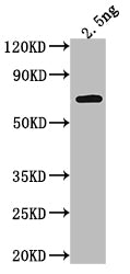 Western Blot Positive WB detected in Recombinant protein All lanes: RRP6 antibody at 1:2000 Secondary Goat polyclonal to rabbit IgG at 1/50000 dilution Predicted band size: 54.7 kDa Observed band size: 58 kDa
