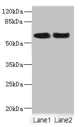 Western blot All lanes: NFIA antibody at 2.35ug/ml Lane 1: Rat heart tissue Lane 2: HepG2 whole cell lysate Secondary Goat polyclonal to rabbit IgG at 1/10000 dilution Predicted band size: 56, 55, 61 kDa Observed band size: 56 kDa