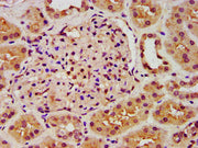 IHC image of CSB-PA619642LA01HU diluted at 1:300 and staining in paraffin-embedded human kidney tissue performed on a Leica BondTM system. After dewaxing and hydration, antigen retrieval was mediated by high pressure in a citrate buffer (pH 6.0)....