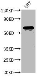 Western Blot Positive WB detected in: U87 whole cell lysate All lanes: NPRL3 antibody at 2.7µg/ml Secondary Goat polyclonal to rabbit IgG at 1/50000 dilution Predicted band size: 64 kDa Observed band size: 64 kDa