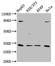 Western Blot Positive WB detected in: HepG2 whole cell lysate, NIH/3T3 whole cell lysate, A549 whole cell lysate, Hela whole cell lysate All lanes: DUSP4 antibody at 1:1000 Secondary Goat polyclonal to rabbit IgG at 1/50000 dilution Predicted band...