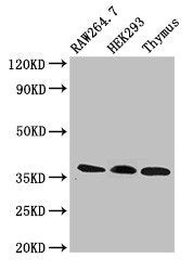 Western Blot Positive WB detected in: RAW264.7 whole cell lysate, HEK293 whole cell lysate, Rat thymus tissue All lanes: FHL1 antibody at 3µg/ml Secondary Goat polyclonal to rabbit IgG at 1/50000 dilution Predicted band size: 37, 32, 23, 35, 34 kD...