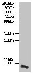 Western blot All lanes: COX17 antibody at 3.5µg/ml + HepG2 whole cell lysate Secondary Goat polyclonal to rabbit IgG at 1/10000 dilution Predicted band size: 7 kDa Observed band size: 7 kDa