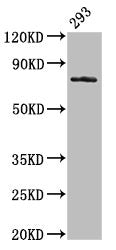 Western Blot Positive WB detected in: 293 whole cell lysate All lanes: GAS6 antibody at 3.2µg/ml Secondary Goat polyclonal to rabbit IgG at 1/50000 dilution Predicted band size: 80, 75, 69, 45, 42 kDa Observed band size: 80 kDa