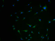 Immunofluorescence staining of U251 cells with CSB-PA619877LA01HU-IF at 1:100, counter-stained with DAPI. The cells were fixed in 4% formaldehyde and blocked in 10% normal Goat Serum. The cells were then incubated with the antibody overnight at 4°...
