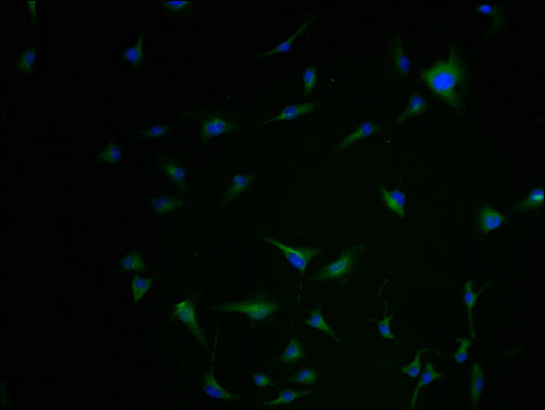 Immunofluorescence staining of U251 cells with CSB-PA619877LA01HU-IF at 1:100, counter-stained with DAPI. The cells were fixed in 4% formaldehyde and blocked in 10% normal Goat Serum. The cells were then incubated with the antibody overnight at 4°...