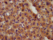IHC image of CSB-PA619963LA01HU diluted at 1:600 and staining in paraffin-embedded human liver tissue performed on a Leica BondTM system. After dewaxing and hydration, antigen retrieval was mediated by high pressure in a citrate buffer (pH 6.0). S...